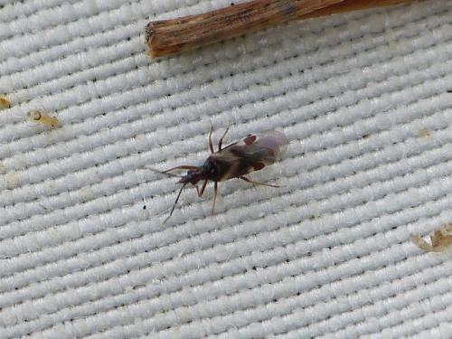 Loricula elegantula