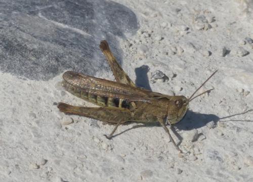 Réf. 349 001 : Chorthippus sp.