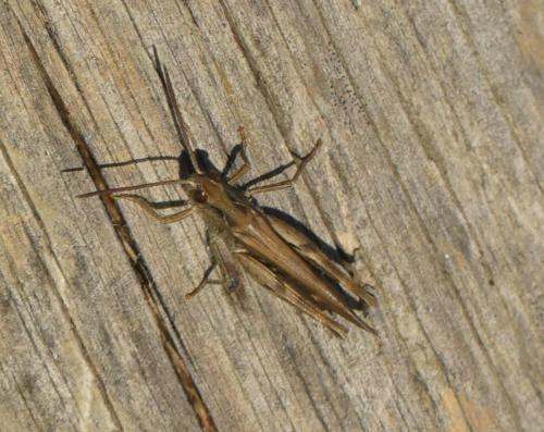 Chorthippus brunneus brunneus
