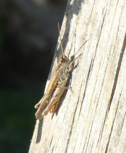Réf. 349 056 : Chorthippus brunneus brunneus