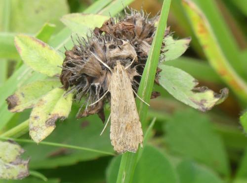 Nomophila noctuella