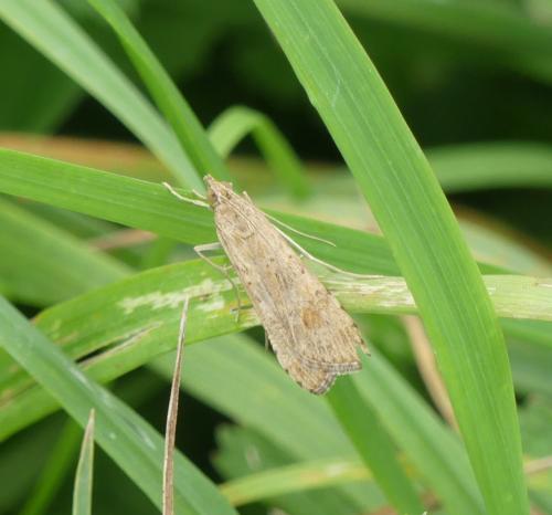 Nomophila noctuella