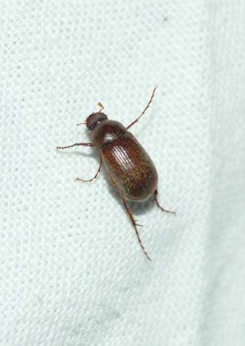 Triodontella sp.
