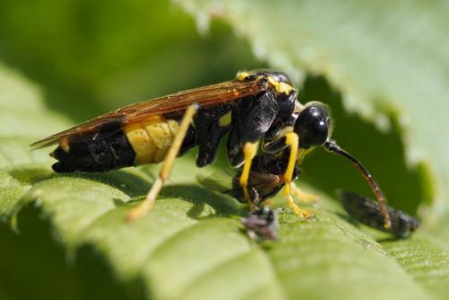 Tenthredo diana