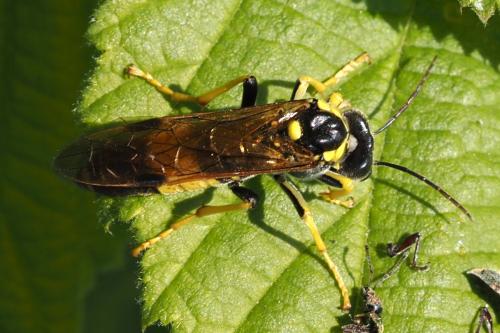 Tenthredo diana