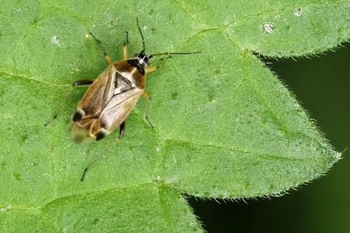 Réf. 349 590 : Harpocera thoracica