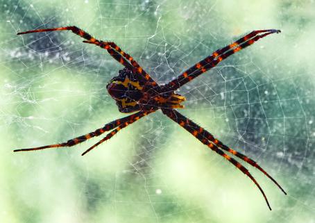 Réf. 349 517 : Argiope sp.