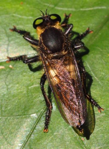 Réf. 349 386 : Promachus sp.