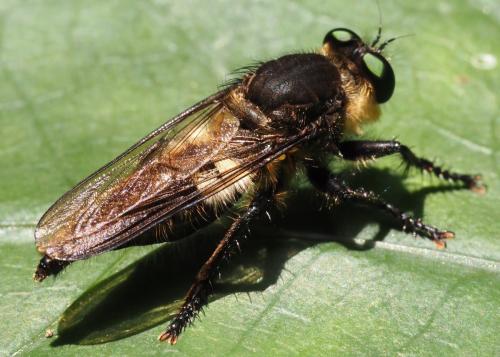 Réf. 349 465 : Promachus sp.