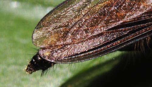 Promachus sp.