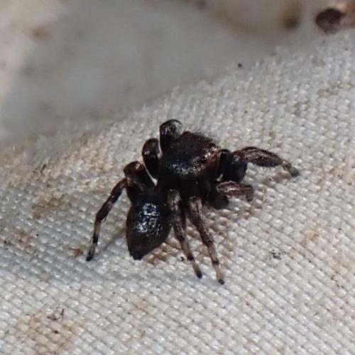 Evarcha arcuata