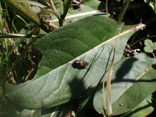 Gynandromorphus etruscus