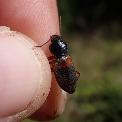 Gynandromorphus etruscus