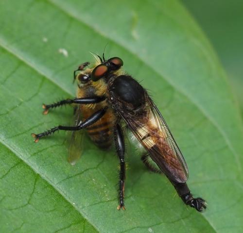 Réf. 349 666 : Promachus sp.