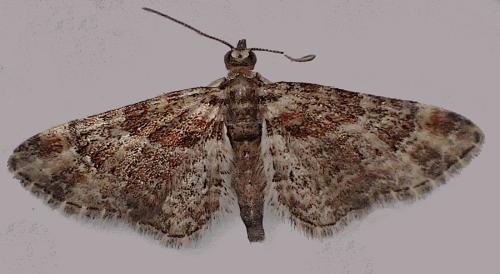 Réf. 349 304 : Gymnoscelis rufifasciata
