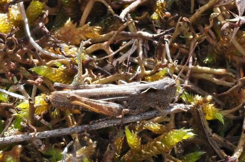 Réf. 349 574 : Chorthippus sp.