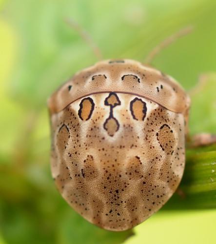 Sphaerocoris testudogrisea