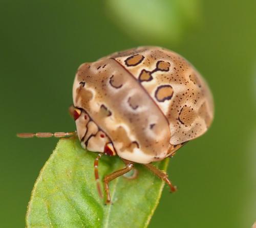 Sphaerocoris testudogrisea
