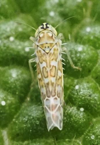 Réf. 349 772 : Eupteryx decemnotata