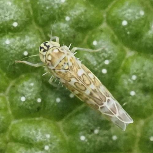 Réf. 349 773 : Eupteryx decemnotata