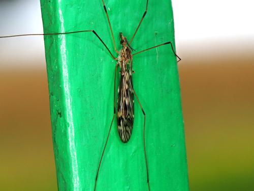 Réf. 349 944 : Tipula sp.