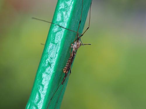 Réf. 349 981 : Tipula sp.