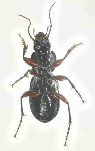 Réf. 349 719 : Pterostichus madidus