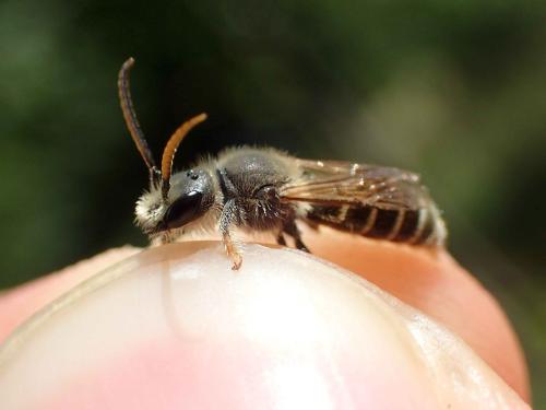 Réf. 349 272 : Rophites quinquespinosus