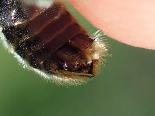 Rophites quinquespinosus