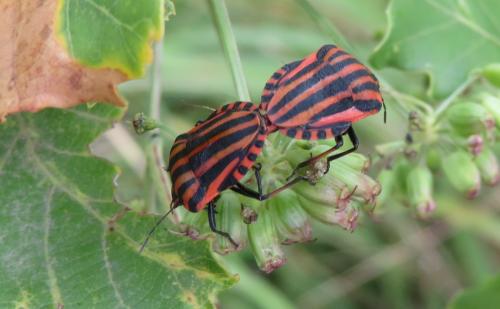 Réf. 349 243 : Graphosoma italicum