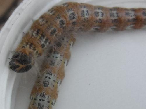 Phalera bucephala