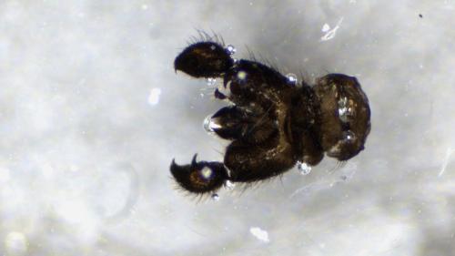 Réf. 349 893 : Schwenckfeldina carbonaria