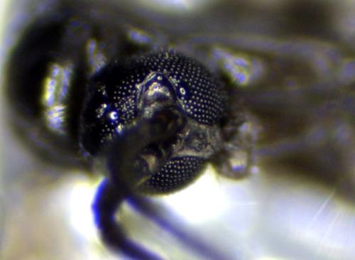 Réf. 349 894 : Schwenckfeldina carbonaria