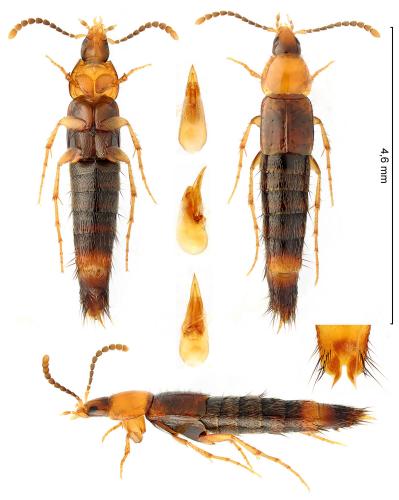 Réf. 349 432 : Ischnosoma splendidum