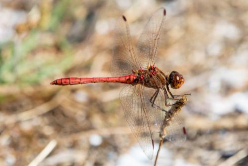 Réf. 349 167 : Sympetrum meridionale
