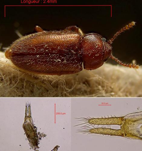 Réf. 349 015 : Cryptophilus sp.