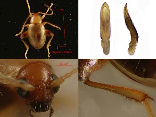 Longitarsus exsoletus
