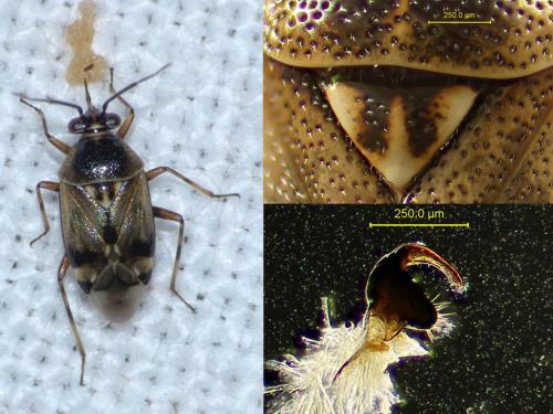 Réf. 349 270 : Deraeocoris serenus