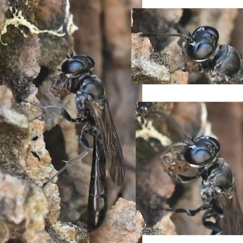 Trypoxylon sp.