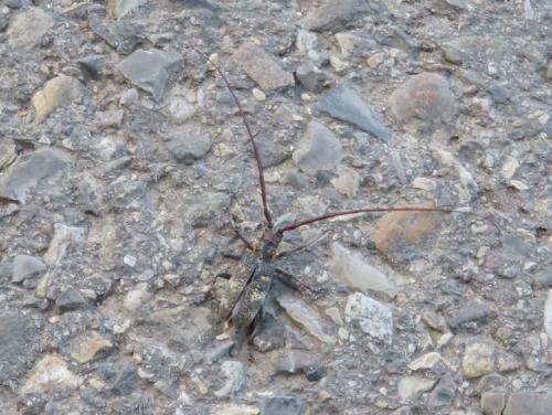 Réf. 349 790 : Monochamus galloprovincialis