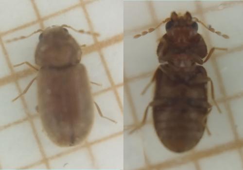 Stegobium paniceum