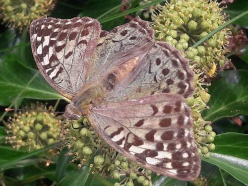 Argynnis pandora