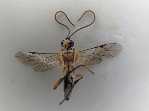 Ctenopelmatinae