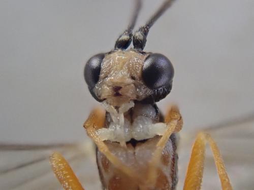 Ctenopelmatinae