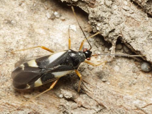 Dryophilocoris flavoquadrimaculatus