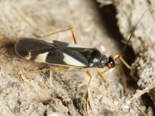 Dryophilocoris flavoquadrimaculatus