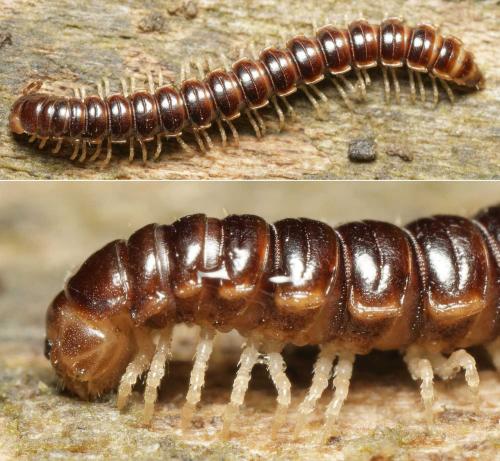 Réf. 349 299 : Oxidus gracilis