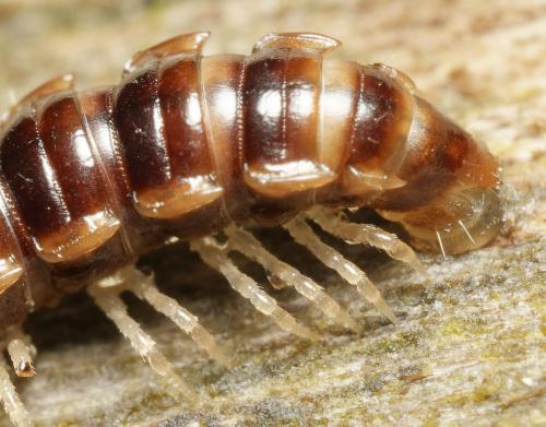 Réf. 349 301 : Oxidus gracilis