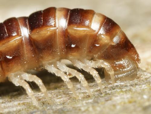 Réf. 349 300 : Oxidus gracilis