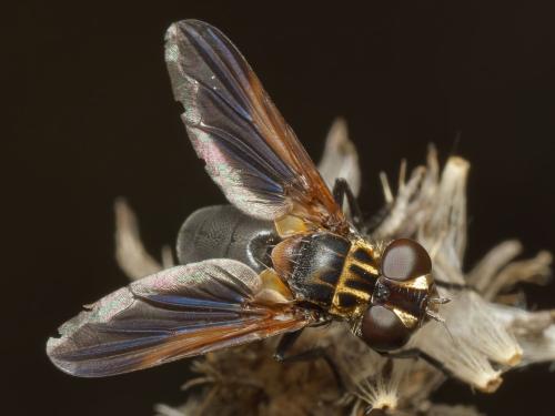 Trichopoda pictipennis